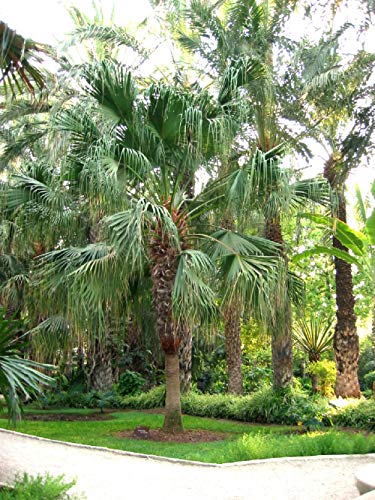 10 Palmensamen Livistona Chinensis von Tu Propio Jardín