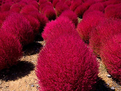 100 Kochia Scoparia-Samen (Besen-Radmelde) von TU PROPIO JARDÍN