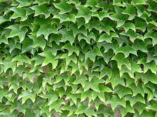 50 Dreispitzige Jungfernrebe Samen (Parthenocissus Tricuspidata) von TU PROPIO JARDÍN