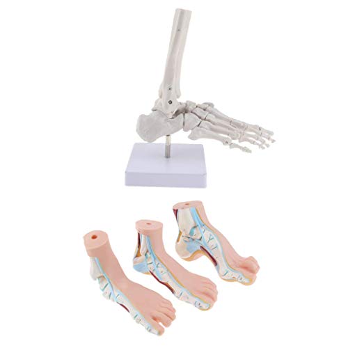Tubayia 4 Stück Menschliche Fußmodell Anatomisches Fuß Modell für Lehrmittel Laborbedarf Tubayia 4 Stück Menschliche Fußmodell Anatomisches Fuß Modell für Lehrmittel Laborbedarf von Tubayia