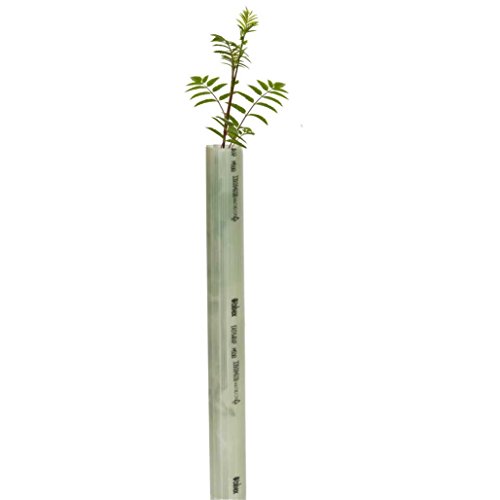 Tubex Easywrap Obstbaumschutz, Wuchshülle und Verbissschutz speziell für Obstbäume, 60cm Höhe. Ø 50-65mm, hellgrün (80) von Tubex