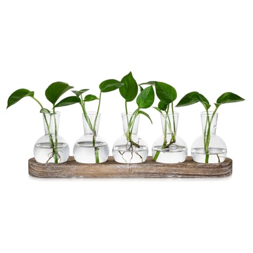 Tuesoa Anzuchtstation Glasvasen Dekoration: 5 Pflanzen Terrarium mit Getünchtem Holztablett für Wohnzimmer Büro Tuesoa Anzuchtstation Glasvasen Dekoration: 5 Pflanzen Terrarium mit Getünchtem Holztablett für Wohnzimmer Büro von Tuesoa