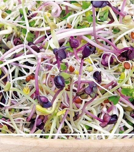 Buzzy® Bio Sprossen Salat Pikant von Tuinplus bv