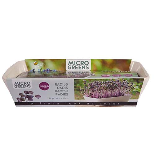 Buzzy® Microgreens Dish Radies Daikon Red von Tuinplus bv