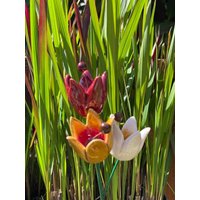 Keramik Tulpe von TulpeKeramik