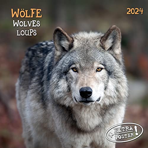 Wolves/Wölfe 2024: Kalender 2024 (Artwork Edition) von Tushita