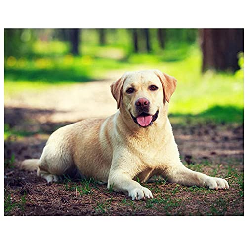 DIY 5D Diamond Painting Set Malen nach Zahlen Labrador Hund Full Diamant Painting Bilder Kit für Erwachsene,Kristall Strass Stickerei Kreuzstich Arts Craft für Home Canvas Wall Decor 50x70cm/20x28inch von Txier