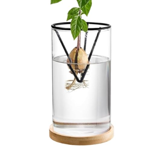 TyCylKu Avocadobaum Starterregal, Holzsockel Avocado Glas Pflanztopf, 3-teiliges Avocadobaum Zuchtset, Glas-Sprossen-Blumentopf Blumentopf-Anzucht-Wachstumsvase Für Die Tischdekoration Zu Hause Oder TyCylKu Avocadobaum Starterregal, Holzsockel Avocado Glas Pflanztopf, 3-teiliges Avocadobaum Zuchtset, Glas-Sprossen-Blumentopf Blumentopf-Anzucht-Wachstumsvase Für Die Tischdekoration Zu Hause Oder von TyCylKu