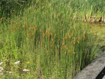 Schmalblättriger Rohrkolben, Typha angustifolia, Topfware von Typha angustifolia