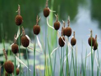Zwerg Rohrkolben, Typha minima, Topfware von Typha minima