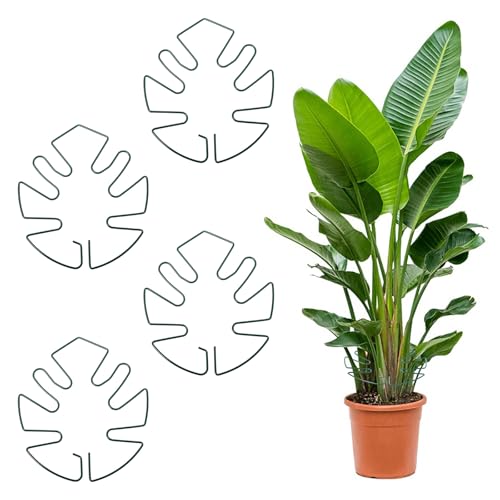Tyqour 4 Stück Pflanzenstütze Stängelstütze Monstera Halterung, Metall Pflanzenstielstütze Monstera Rankhilfe, Blatt Pflanzenhalter Pflanzen Halter Pflanzenstützepflanzenstütze für Zimmerpflanzen von Tyqour