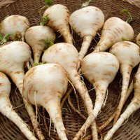 Samen Parsnip Albion Runde Fast Weiß Leckere Gemüsesamen Aus Der Ukraine von UArealseeds
