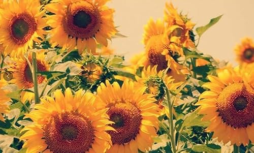 UEHVVF Sonnenblume Wandbild Wandkunst Blume Poster Kunstdrucke Wand Wohnzimmer Schlafzimmer Dekoration Geframet (Yellow,70 * 100CM) von UEHVVF