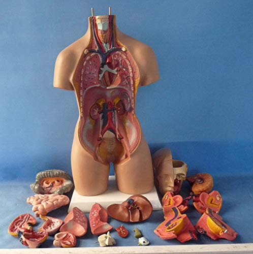UIGJIOG Menschlicher Torso Modell 55cm Assembled Körper Medical Modell Anatomie Anatomische Modell Wissenschaft Bisexual Bildungs-Spielzeug von UIGJIOG