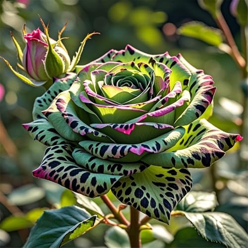 (Rosenzwiebeln),Rosenpflanzen,Winterharte mehrjährige, ausgewählte, seltene und satte Farben, frischer Duft, für drinnen und draußen-3Rhizome-I von UIODERDC