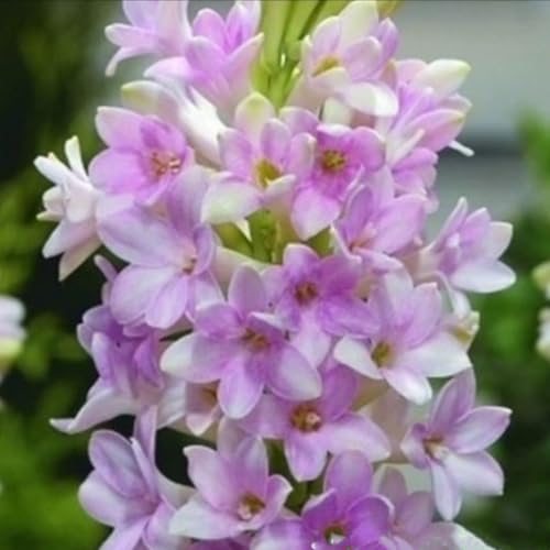 (Tuberosezwiebeln),winterhart mehrjährigTuberose–neues Produkt–schnelles Wachstum–lange Blütezeit–hohe Qualität,gemischte,selten,ausgewählt-8Rhizome-J von UIODERDC