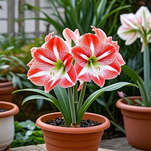 Amaryllis zum Anpflanzen,Blütendurchmesser 30 cm,winterharte mehrjährige,selektiert, leicht zu züchten, schön für den Garten(amarylliszwiebeln)-3Rhizome-C von UIODERDC