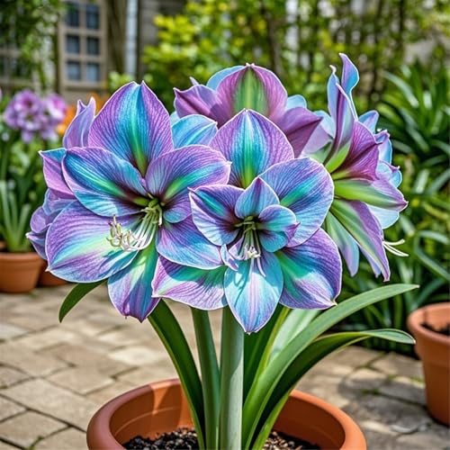 Amaryllis zum Anpflanzen,Blütendurchmesser 30 cm,winterharte mehrjährige,selektiert, leicht zu züchten, schön für den Garten(amarylliszwiebeln)-3Rhizome-H von UIODERDC