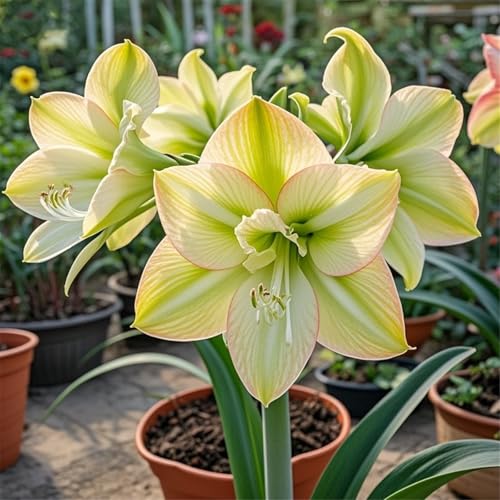 Amaryllis zum Anpflanzen,winterhart mehrjährig,Herbstpflanzung und Frühlingsschönheit,schnelles Wachstum,gutes Wachstum in Töpfen(amarylliszwiebeln)-5Rhizome-E von UIODERDC
