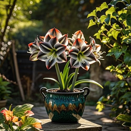 Amaryllis zum Anpflanzen,winterhart mehrjährig,Herbstpflanzung und Frühlingsschönheit,schnelles Wachstum,gutes Wachstum in Töpfen(amarylliszwiebeln)-5Rhizome-J von UIODERDC