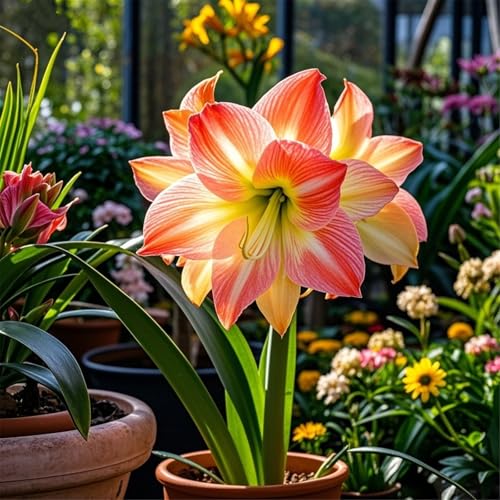 Amaryllis zum Anpflanzen,winterharte mehrjährige,ausgewählte,Hybrid-Schwertlilien,Bart-Schwertlilien,seltene,leicht zu züchten(Amarylliszwiebeln)-4Rhizome-G von UIODERDC