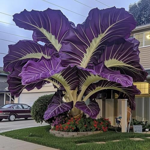 Elefantenohr/mehrjährig winterhart Elefantenohren/ausgewählte Qualität,große und schöne Blätter für einen bezaubernden Garten,Seltene Farbe-10zwiebeln-B Elefantenohr/mehrjährig winterhart Elefantenohren/ausgewählte Qualität,große und schöne Blätter für einen bezaubernden Garten,Seltene Farbe-10zwiebeln-B von UIODERDC