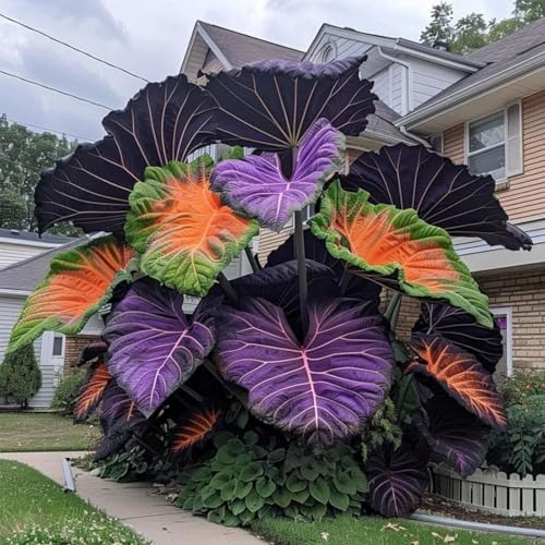 Elefantenohr/mehrjährig winterhart Elefantenohren/ausgewählte Qualität,große und schöne Blätter für einen bezaubernden Garten,Seltene Farbe-15zwiebeln-G von UIODERDC