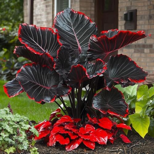 Elefantenohr/mehrjährig winterhart Elefantenohren/ausgewählte Qualität,große und schöne Blätter für einen bezaubernden Garten,Seltene Farbe-8zwiebeln-F von UIODERDC