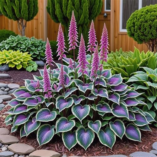 Hosta/Variationen/winterharte mehrjährige,Hybrid,ausgewählte,farbenfrohe,geheimnisvolle Garten-10zwiebeln-C von UIODERDC
