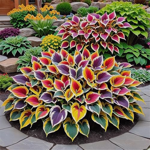 Hosta/Variationen/winterharte mehrjährige,Hybrid,ausgewählte,farbenfrohe,geheimnisvolle Garten-8zwiebeln-E von UIODERDC