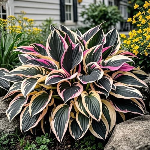 Hosta/Variationen/winterharte mehrjährige,Hybrid,ausgewählte,farbenfrohe,geheimnisvolle Garten-8zwiebeln-G von UIODERDC