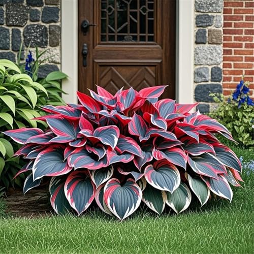 Hosta Zwiebeln/hostas funkien/funkien pflanze/hosta pflanze/funkien winterhart mehrjährig/Wählen Sie hochwertige,gemischte und bunte/Topfpflanzen-10zwiebeln-F Hosta Zwiebeln/hostas funkien/funkien pflanze/hosta pflanze/funkien winterhart mehrjährig/Wählen Sie hochwertige,gemischte und bunte/Topfpflanzen-10zwiebeln-F von UIODERDC
