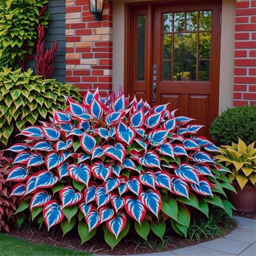 Hosta Zwiebeln/hostas funkien/funkien pflanze/hosta pflanze/funkien winterhart mehrjährig/Wählen Sie hochwertige,gemischte und bunte/Topfpflanzen-6zwiebeln-E Hosta Zwiebeln/hostas funkien/funkien pflanze/hosta pflanze/funkien winterhart mehrjährig/Wählen Sie hochwertige,gemischte und bunte/Topfpflanzen-6zwiebeln-E von UIODERDC