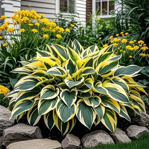 Hosta Zwiebeln/hostas funkien/funkien pflanze/hosta pflanze/funkien winterhart mehrjährig/Wählen Sie hochwertige,gemischte und bunte/Topfpflanzen-8zwiebeln-D Hosta Zwiebeln/hostas funkien/funkien pflanze/hosta pflanze/funkien winterhart mehrjährig/Wählen Sie hochwertige,gemischte und bunte/Topfpflanzen-8zwiebeln-D von UIODERDC
