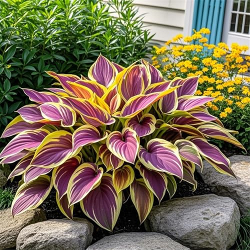 Hosta Zwiebeln/hostas funkien/funkien pflanze/hosta pflanze/funkien winterhart mehrjährig/Wählen Sie hochwertige,gemischte und bunte/Topfpflanzen-8zwiebeln-H Hosta Zwiebeln/hostas funkien/funkien pflanze/hosta pflanze/funkien winterhart mehrjährig/Wählen Sie hochwertige,gemischte und bunte/Topfpflanzen-8zwiebeln-H von UIODERDC