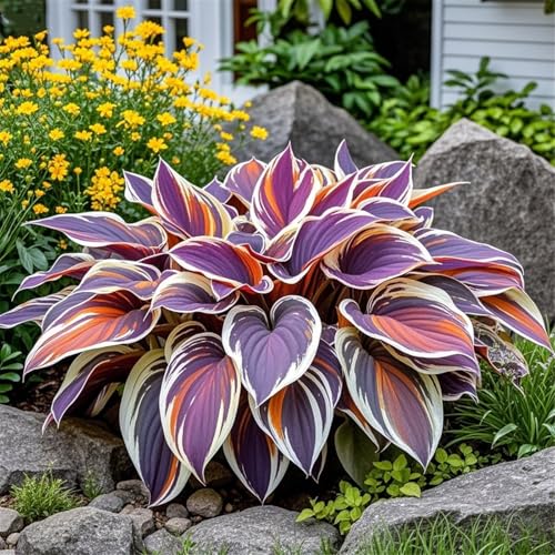 Hosta Zwiebeln/hostas funkien/funkien pflanze/hosta pflanze/funkien winterhart mehrjährig/Wählen Sie hochwertige,gemischte und bunte/Topfpflanzen-8zwiebeln-J Hosta Zwiebeln/hostas funkien/funkien pflanze/hosta pflanze/funkien winterhart mehrjährig/Wählen Sie hochwertige,gemischte und bunte/Topfpflanzen-8zwiebeln-J von UIODERDC