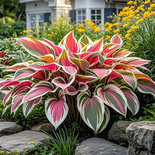 Hosta zum Anpflanzen,winterharte mehrjährigedie sich zum Anpflanzen eignet und eine wunderschöne Gartendekoration darstellt.(Hostazwiebeln)-10Rhizome-A von UIODERDC