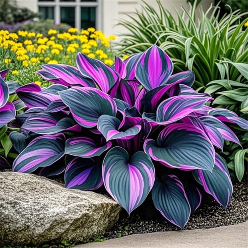 Hosta zum Anpflanzen,winterharte mehrjährigedie sich zum Anpflanzen eignet und eine wunderschöne Gartendekoration darstellt.(Hostazwiebeln)-15Rhizome-A von UIODERDC