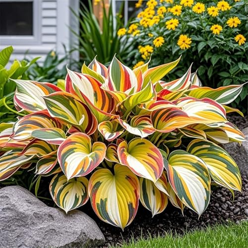 Hosta zum Anpflanzen,winterharte mehrjährigedie sich zum Anpflanzen eignet und eine wunderschöne Gartendekoration darstellt.(Hostazwiebeln)-3Rhizome-I von UIODERDC