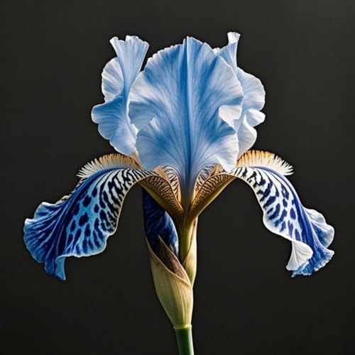 Iris-Rhizome zum Anpflanzen/winterharte mehrjährige,ausgewählte/große Bart-Schwertlilien,seltene Farben,überraschende Gartendekoration（Iriszwiebeln）-10Rhizome-C von UIODERDC