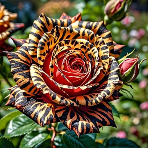 Rosen werden zum Anpflanzen verwendet, mehrjährig, schnell wachsend, gut in Töpfen und Gärten-2Rhizome-B von UIODERDC