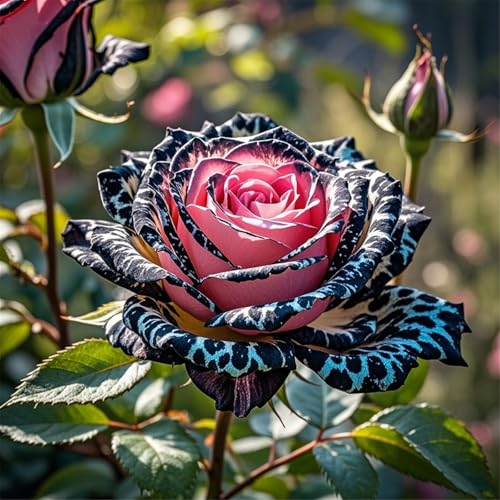 Rosen werden zum Anpflanzen verwendet, mehrjährig, schnell wachsend, gut in Töpfen und Gärten-3Rhizome-G von UIODERDC