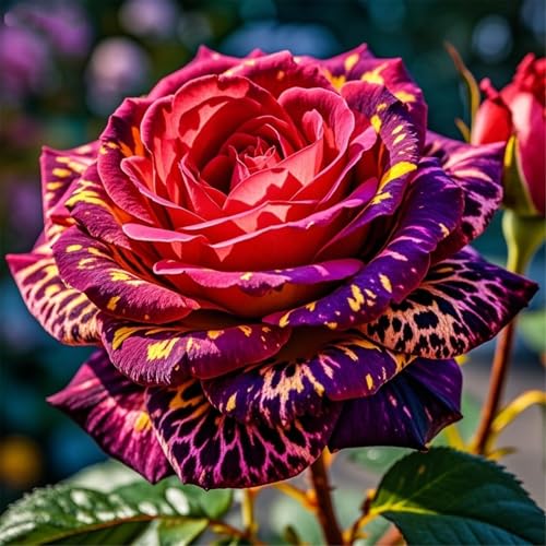 Rosen werden zum Anpflanzen verwendet, mehrjährig, schnell wachsend, gut in Töpfen und Gärten-4Rhizome-A von UIODERDC