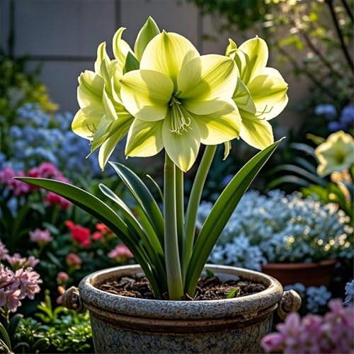 Seltene Amaryllis Amaryllis Rhizome Winterhart,Schnelles Wachstum Seltene Amaryllis Winterhart,Schönes Bepflanzen von Staudengärten-1Rhizome-E von UIODERDC