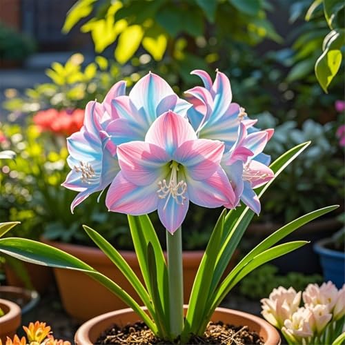 Seltene Amaryllis Amaryllis Rhizome Winterhart,Schnelles Wachstum Seltene Amaryllis Winterhart,Schönes Bepflanzen von Staudengärten-3Rhizome-B von UIODERDC