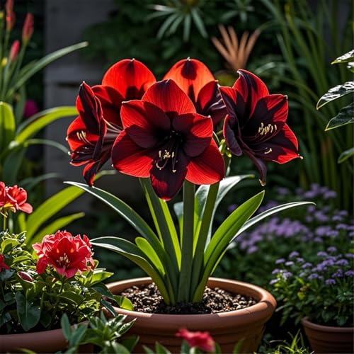 Seltene Amaryllis Amaryllis Rhizome Winterhart,Schnelles Wachstum Seltene Amaryllis Winterhart,Schönes Bepflanzen von Staudengärten-5Rhizome-D von UIODERDC
