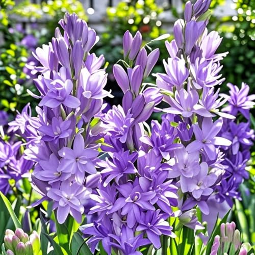 Tuberose winterhart mehrjährig–neues Produkt–schnelles Wachstum–lange Blütezeit–hohe Qualität,gemischte,selten,ausgewählt(Tuberosezwiebeln)-10Rhizome-B von UIODERDC