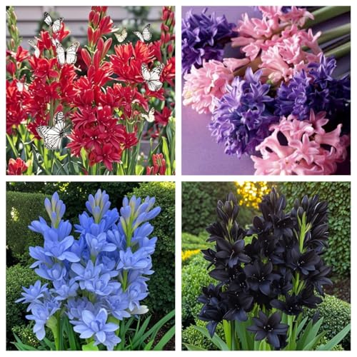 Tuberose winterhart mehrjährig–neues Produkt–schnelles Wachstum–lange Blütezeit–hohe Qualität,gemischte,selten,ausgewählt(Tuberosezwiebeln)-15Rhizome-A von UIODERDC