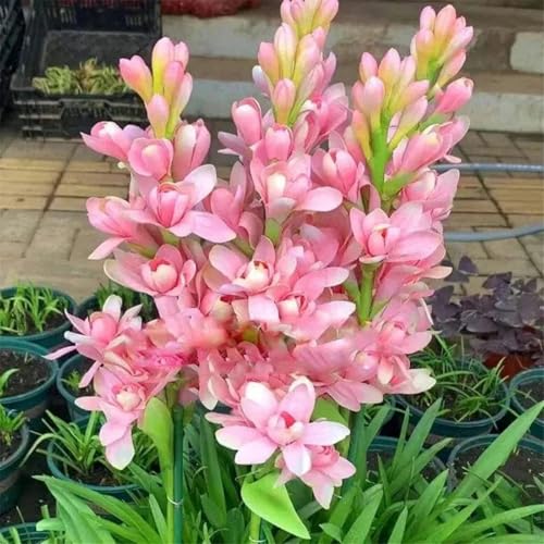 Tuberose winterhart mehrjährig–neues Produkt–schnelles Wachstum–lange Blütezeit–hohe Qualität,gemischte,selten,ausgewählt(Tuberosezwiebeln)-15Rhizome-H von UIODERDC