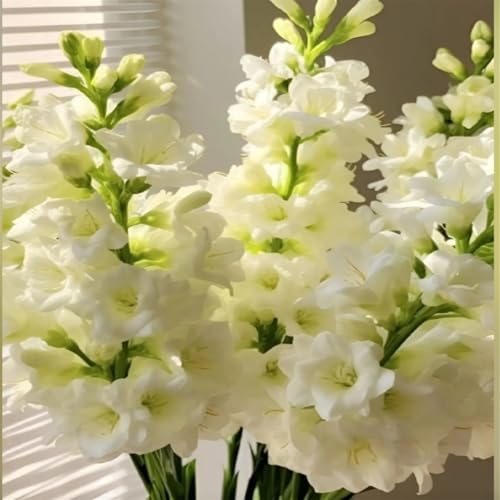 Tuberose winterhart mehrjährig–neues Produkt–schnelles Wachstum–lange Blütezeit–hohe Qualität,gemischte,selten,ausgewählt(Tuberosezwiebeln)-8Rhizome-G von UIODERDC